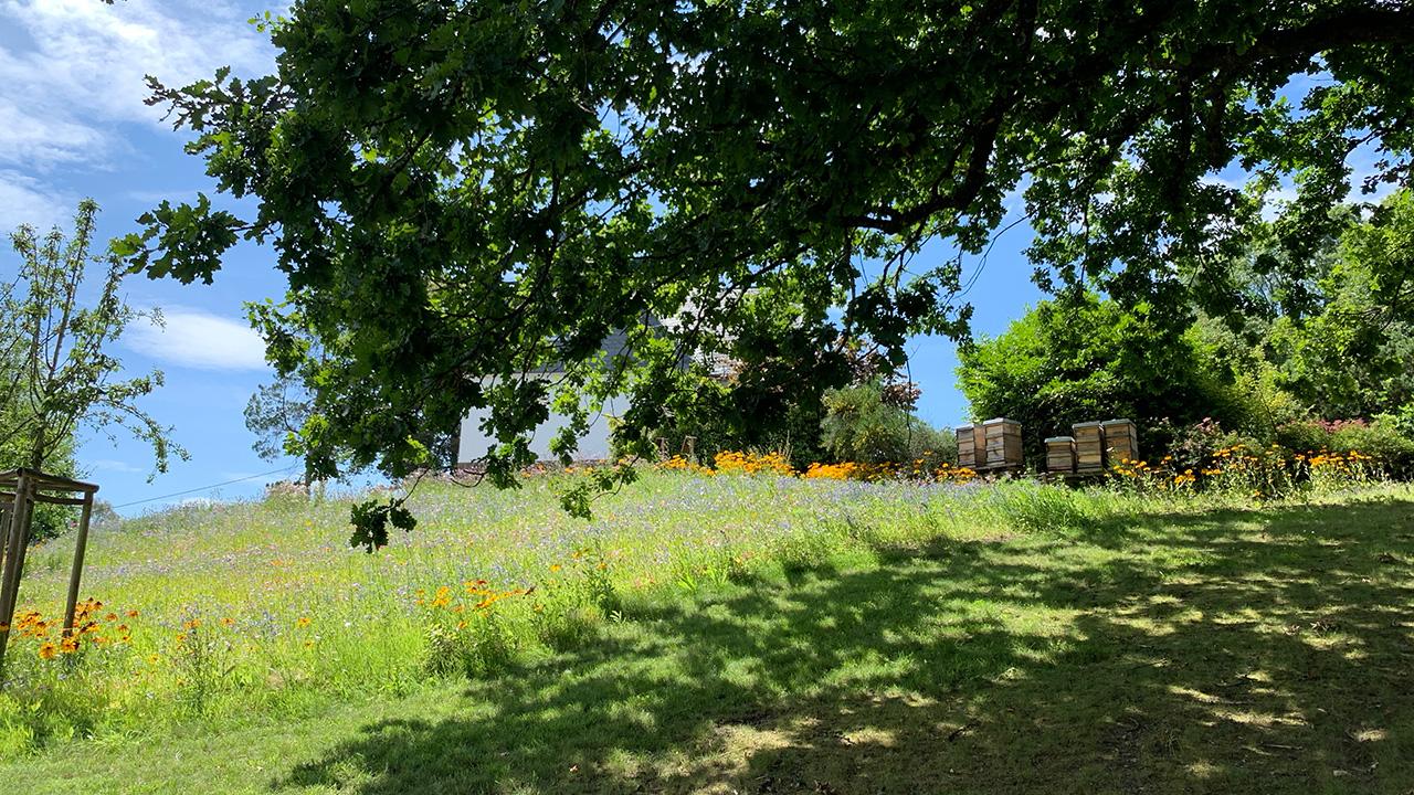 A grassy field with wildflowers is partially shaded by tree branches. Stacks of wooden pallets are in the distance under a clear blue sky.