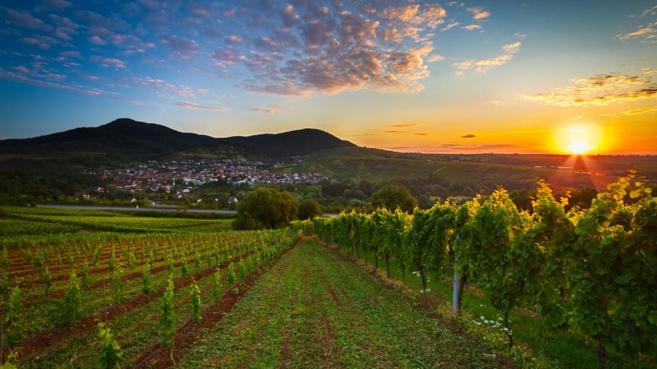 Weingut_Hammel